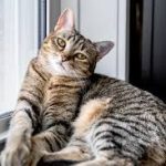 Seekor Kucing Ditahan Setelah Diselundupkan Ke Kapal Pesiar