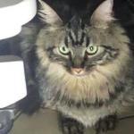 Seekor Kucing Ditahan Setelah Diselundupkan Ke Kapal Pesiar