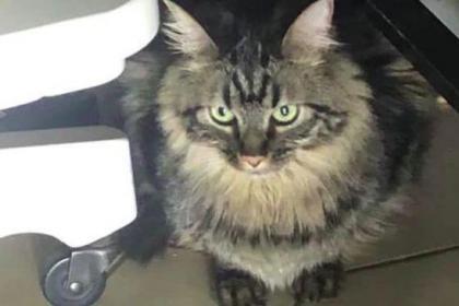 Seekor Kucing Ditahan Setelah Diselundupkan Ke Kapal Pesiar