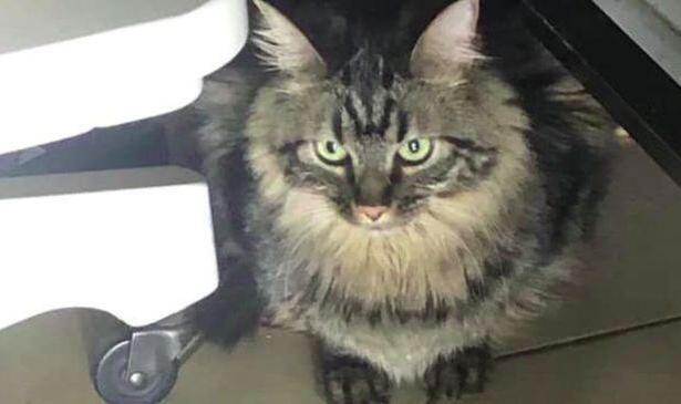 Seekor Kucing Ditahan Setelah Diselundupkan Ke Kapal Pesiar